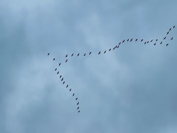 Low angle view of birds flying against sky