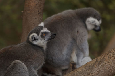 Lemur looking away against blurred background