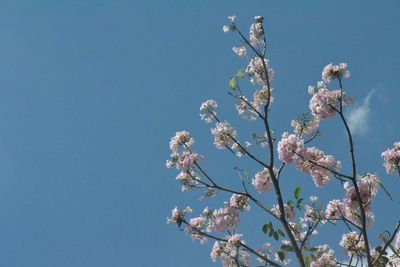 Low angle view of flowers against blue sky