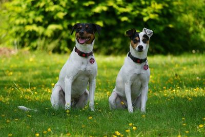 Ratonero bodeguero andaluz dogs sitting on grassy field