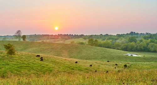 Scenic view of grassy field against sky during sunset