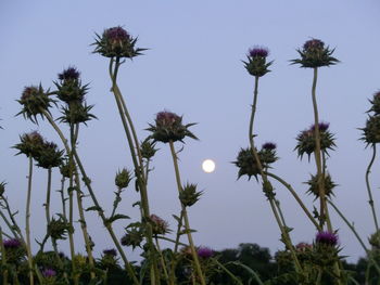 Low angle view of flower trees against clear sky