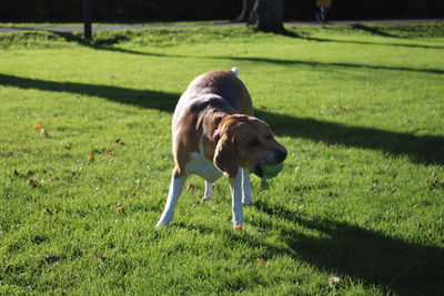 Dog on field