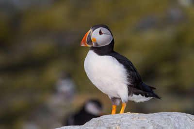 Close-up of bird perching on rock