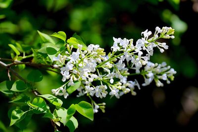 Close-up of white flowers