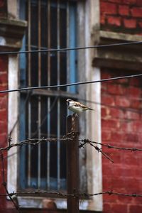 Close-up of bird perching on wooden pole against building