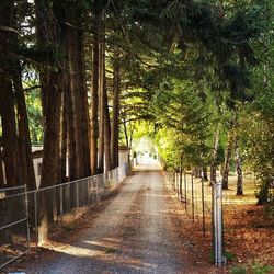 Empty road along trees