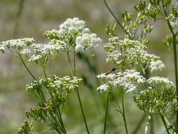 Close-up of honey bee on flowering plant