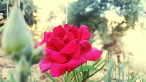 Close-up of pink flower blooming outdoors