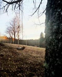 Bare trees on field against clear sky