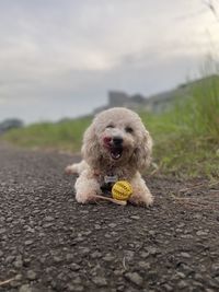 Dog on field