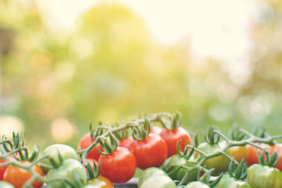 Close-up of fresh tomatoes bunches