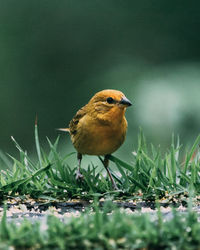 Canary bird