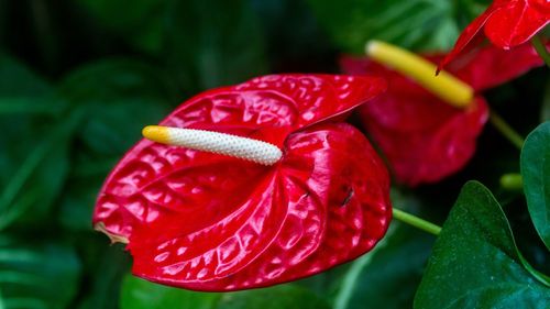 Close-up of red flower with water drops