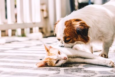 Close-up of dog and cat on floor