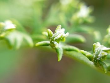 Fiddle head. fern.close-up of plant