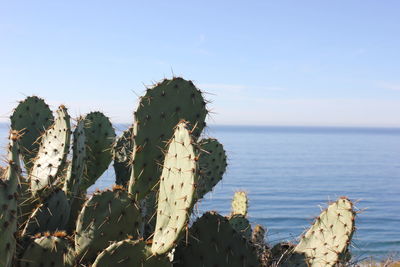 Close-up of cactus growing by sea against sky