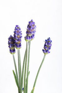 Close-up of purple flowers against white background