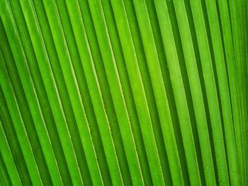 Full frame shot of palm leaf