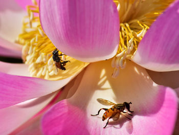 Close-up of bee pollinating on pink flower