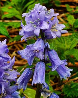 Close-up of wet purple flowering plant