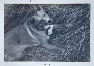 Portrait of a dog