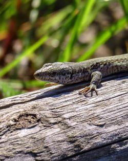 Close-up of lizard on tree trunk