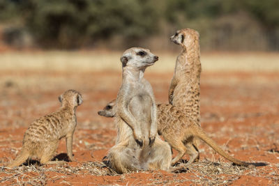 Meerkat family watching for predators, suricata suricatta, kalahari desert, namibia