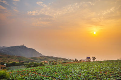 Scenic view of field against sky during sunset