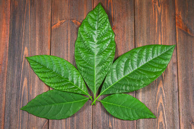 High angle view of green leaves on wood