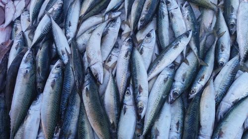 Close-up of fish for sale in market