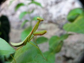 Close-up of insect on leaf