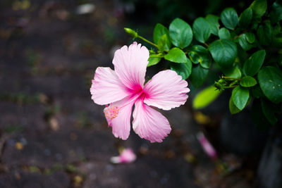 Close-up of pink flowering plant