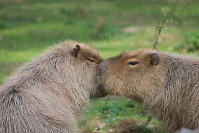 Close-up of capybaras on field