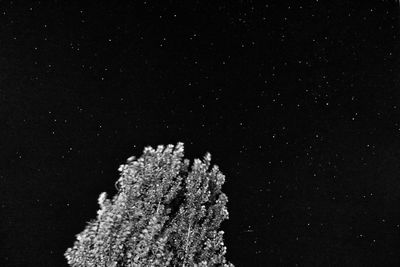 Low angle view of tree against sky at night