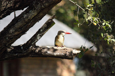 Brown-hooded kingfisher on a cut branch halcyon albiventris