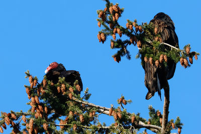 Low angle view of bird perching on tree against clear blue sky