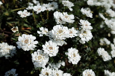 Close-up of white flowers