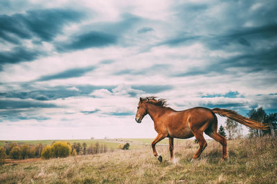 Horse standing on field against sky