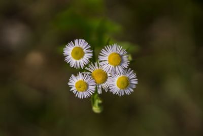 Close-up of white flowering plant