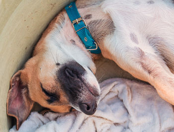 High angle view of dog sleeping