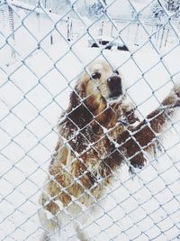 Close-up of dog on chainlink fence during winter