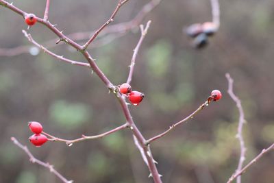 Close-up of berries growing on tree