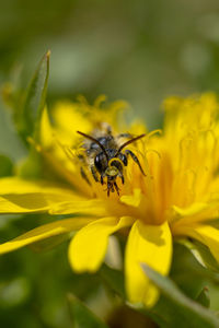 Close-up of insect on yellow flower