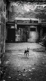 Horse in abandoned building