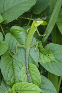 Close-up of insect on leaves