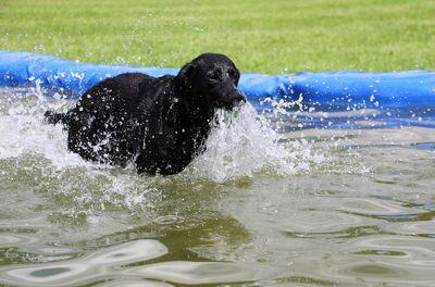 Black dog splashing water