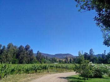 Scenic view of field against clear blue sky