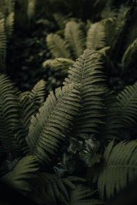 Close-up of fern leaves