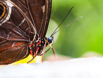 Close-up of butterfly on leaf